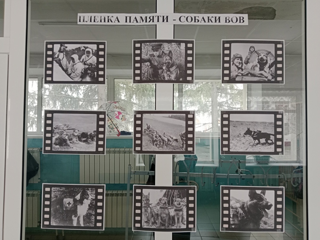 &amp;quot;Пленка памяти - собаки ВОВ&amp;quot;.